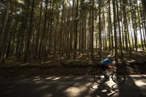 Cyclist wearing a blue jersey in the Vallombrosa forest nearly Florence, Italy.