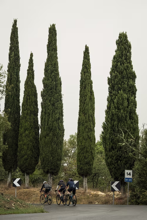 A group of cyclists riding past cypress trees in Chianti. 