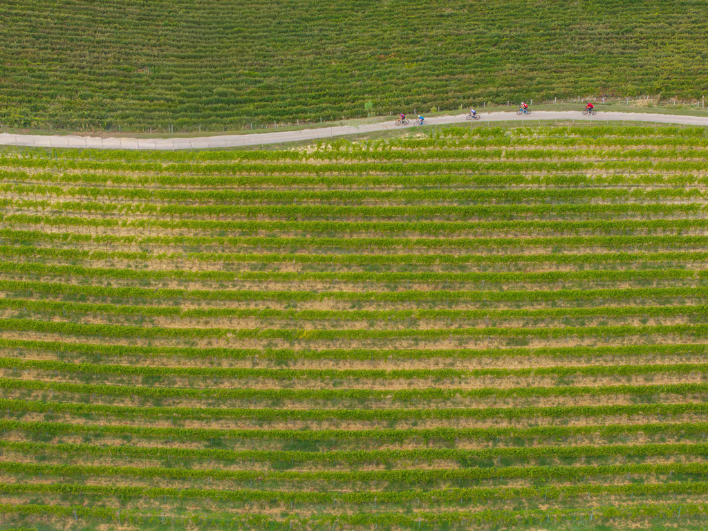 Aerial view of cyclists riding through vineyards of a Piedmont bike tour in Italy.